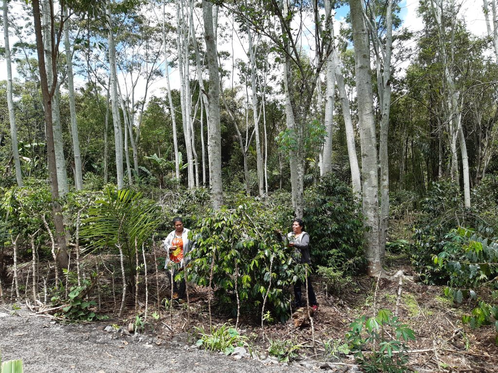 Coffee farmers in Bajawa, Flores
