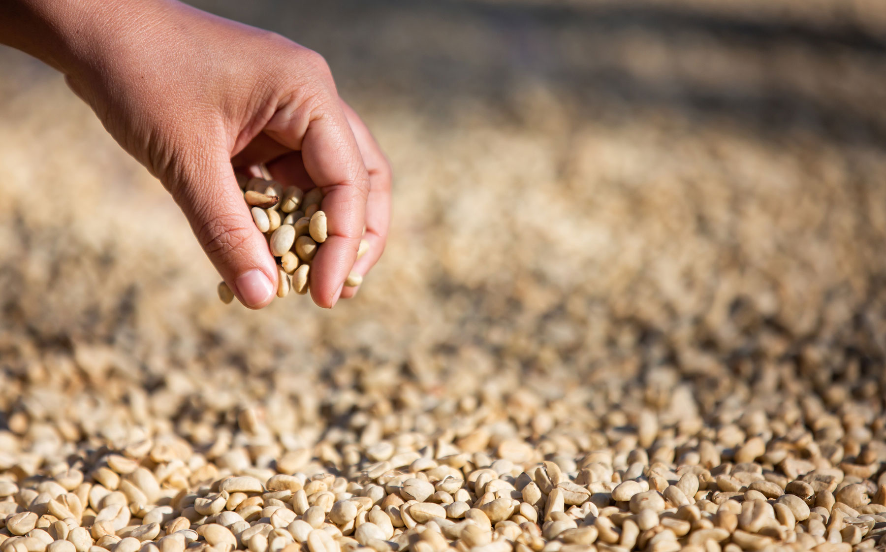 Hand selection and quality control of coffee beans
