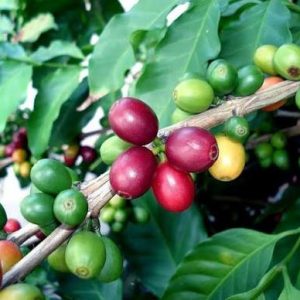 Bajawa coffee cherries