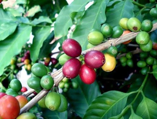 Bajawa coffee cherries